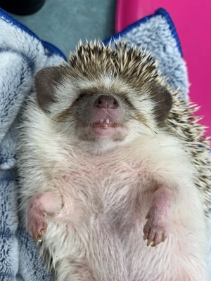baby porcupine