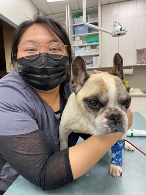 bulldog getting care