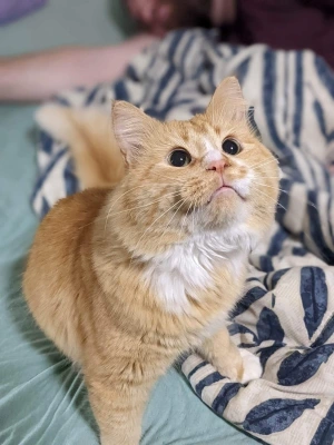 curios cat