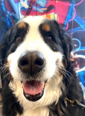 dog with big tongue