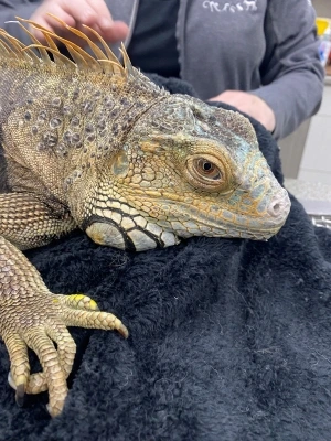 giant lizard