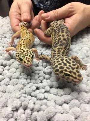 lizards spotted
