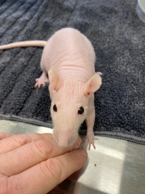 no hair rat