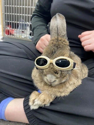 rabbit with eye protection glasses