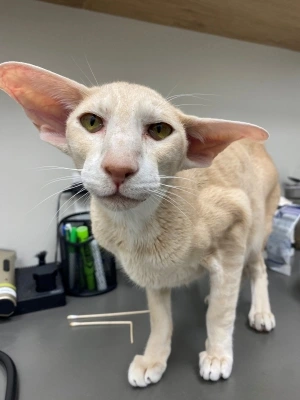 short hair cat